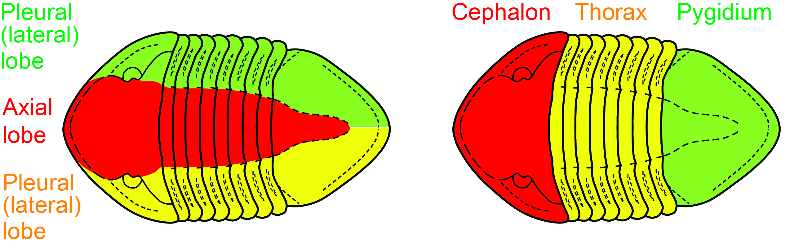 Isotelus divisions